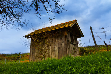 Weinberge Reben 