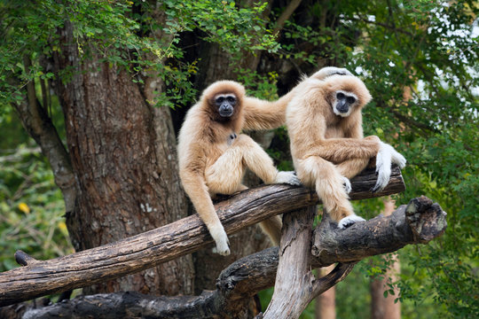    Family of  Common gibbon, White-handed gibbon  in the natural forest.