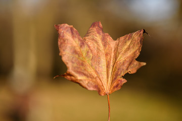 leaf in autumnm