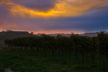 Weinberge Reben 