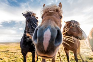 horses with beautiful and thick mane
