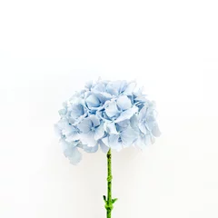Badkamer foto achterwand Blauwe hortensia bloem op witte achtergrond. Platliggend, bovenaanzicht bloemenconcept. © Floral Deco