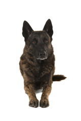 Brindle dutch shepherd dog lying down seen from the front isolated on a white background