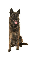Brindle dutch shepherd dog sitting seen from the front looking away isolated on a white background