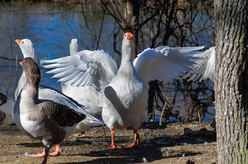 Geese by the river in Aranjuez, Spain