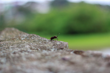 Bug on rock