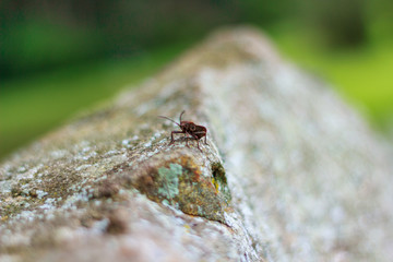 Bug on rock