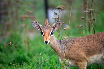 the smallest antelope dik-dik in green grass