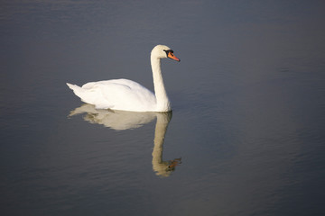 Fototapeta na wymiar Beautiful white swan in the water