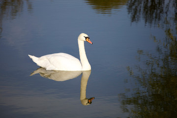 Beautiful white swan in the water