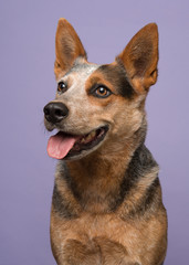 Portrait of a australian cattle dog looking away to the left on a purple background in a vertical image