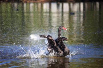 Beautiful black swan flapped its wings in a spray of water