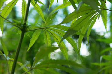 Closeup of a hennep plant leaf outdoors on a cannabis field on a blue sky background