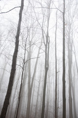 Fototapeta na wymiar wood in fog