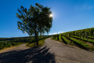 Weinberge Reben 