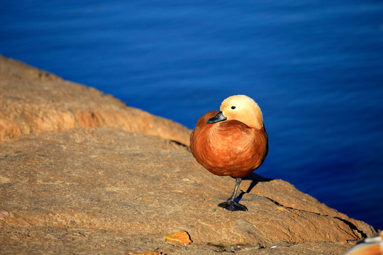 Red duck Ogar stands on the beach on one foot against the background of blue water