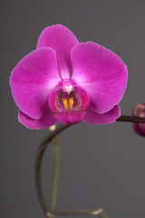 Naklejka na ściany i meble Pink orchid flower on gray background