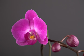 Fototapeta na wymiar Beautiful flower pink orchid on a gray background