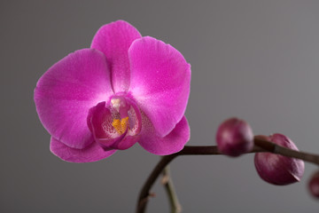 Naklejka na ściany i meble Beautiful flower pink orchid on a gray background
