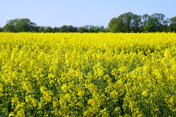 rural landscape with yellow rape, rapeseed or canola field                               