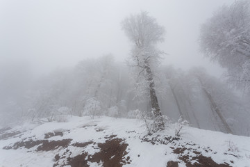 Obraz na płótnie Canvas Krasnaya Polyana, Sochi, Russia. Mystical forest in fog and snow. Frozen trees in the mountains