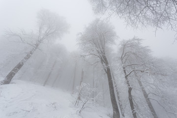 Krasnaya Polyana, Sochi, Russia. Mystical forest in the mountains of Rosa Khutor resort. Tall trees in fog, covered in snow