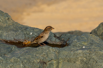 oiseaux