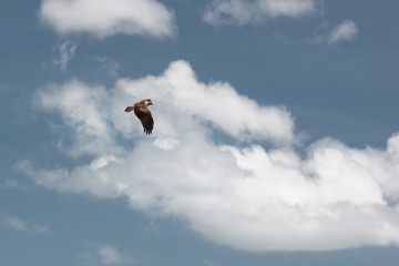 Phang Nga, Thailand. Brown Sea Eagle flying against white clouds and blue sky
