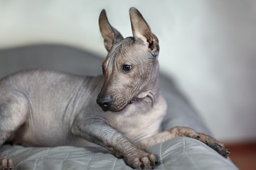 The two months old puppy of rare breed - Xoloitzcuintle, or Mexican Hairless dog, standard size....