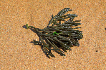 grass on the beach