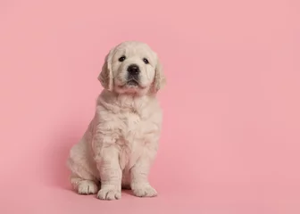 Foto op Plexiglas Cute golden retriever puppy looking at the camera sitting on a pink background © Elles Rijsdijk
