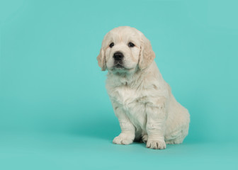 Cute golden retriever puppy seen from the side glancing away sitting on a turquoise blue background © Elles Rijsdijk
