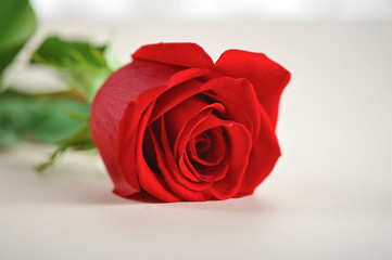 Red rose on a light background. The perfect gift to express your love and appreciation. Close-up. Macro shooting.