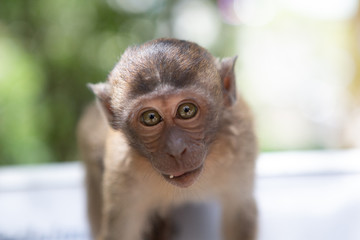 Portrait of a funny small monkey looks with a request in the frame. Cute monkeys lives in  Batu...