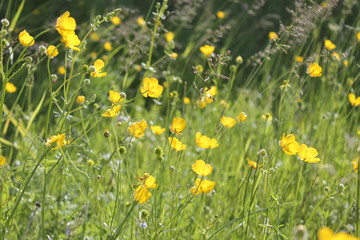 yellow field