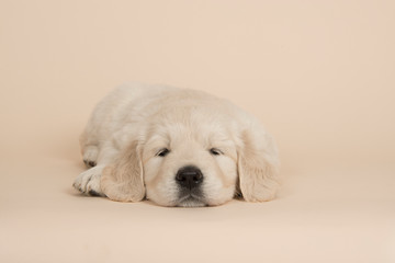 Cute golden retriever puppy lying down sleeping on a sand colored background seen from the front
