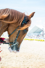 head of a  horse with partial harness in view