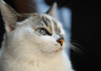Close-up beautiful portrait of a white fluffy blue-eyed cat in profile