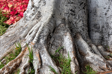 Radici di albero secolare