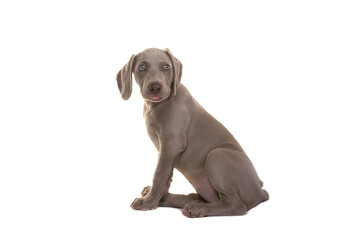 Cute sitting weimaraner puppy seen from the side looking over its shoulder isolated on a white background