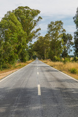 Fototapeta premium Straight road with strong shadows created by plants