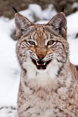 A upright beautiful and slim wild cat Lynx opens its mouth growling.