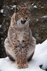 Closeup photo - face, front paws, on snow background