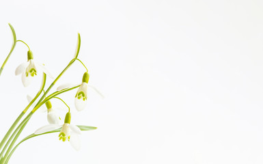 Schneeglöckchen (Galanthus) 