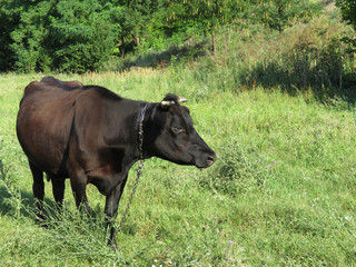 Cow grazing on a green grass near the forest. Black cow on a leash eating grass in a summer pasture, picturesque rural scene, farming and milk production concept
