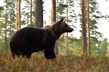 side view of a brown bear in forest