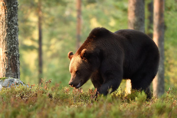 brown bear in forest scenery at sunset