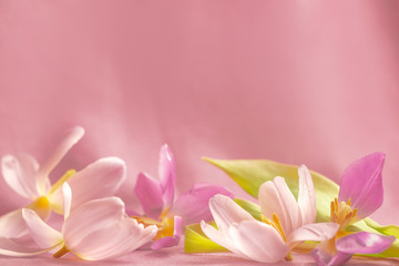 Pinke Tulpen - Floraler Hintergrund mit viel Platz für Text 
