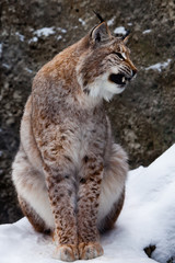 Naklejka na ściany i meble Lynx opens its mouth growling. Dangerous and formidable,and bares his teeth.