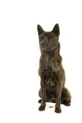Female Kai Ken dog the national japanese breed sitting looking away isolated on a white background